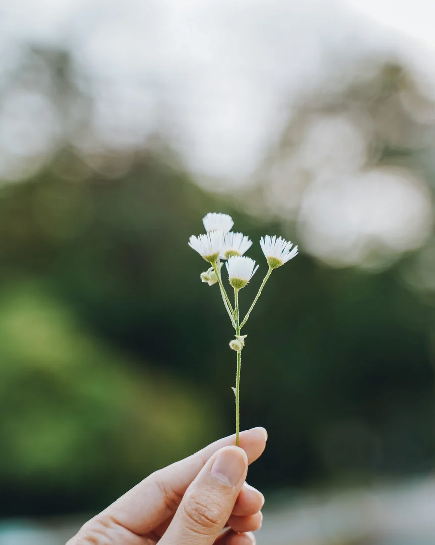 A hand holding a daisy flower