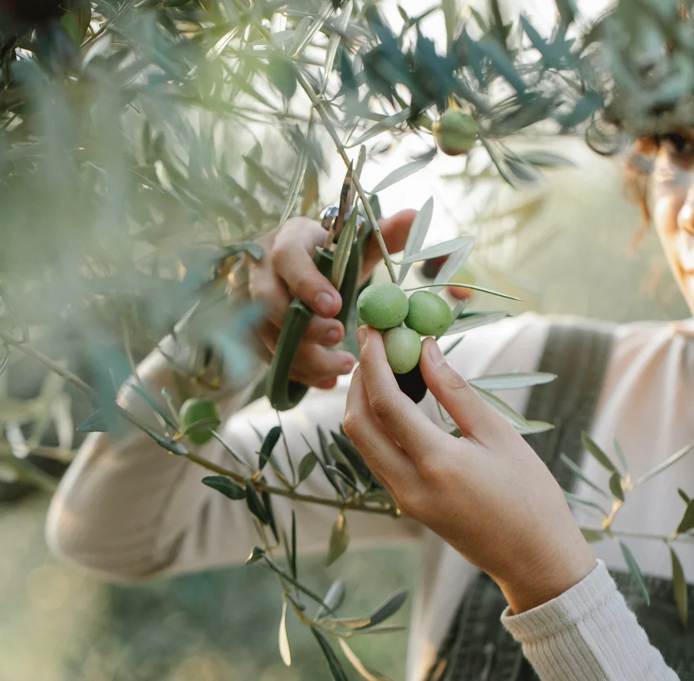 Farmer pruning an olive branch.