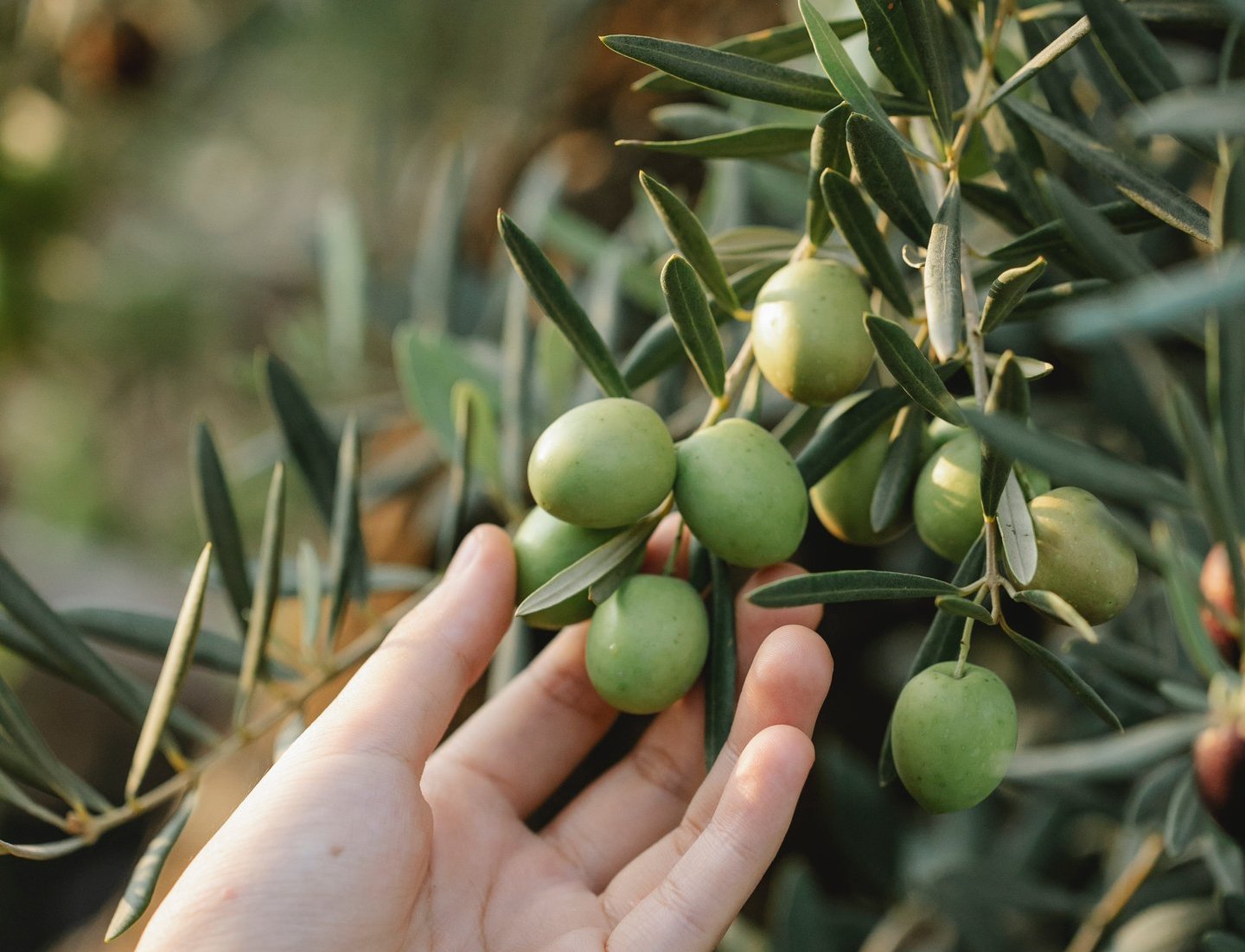 Picking fresh olives off an olive tree